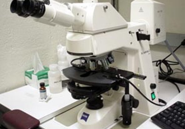 Zeiss Axioskop 2 MDT Microscope Laser Scanning Microscope (LSM)